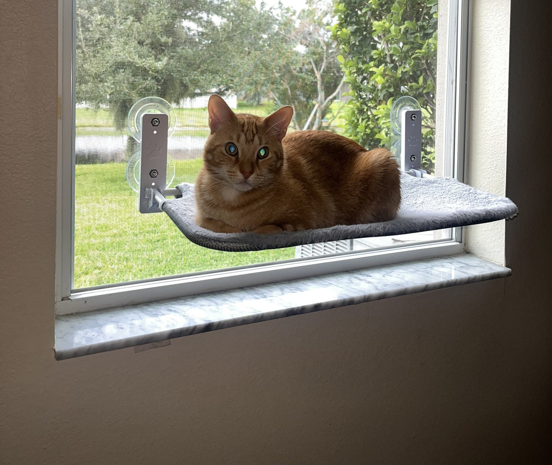 Why Cheeto and Lady Can’t Get Enough of the AMOSIJOY Cordless Cat Window Perch