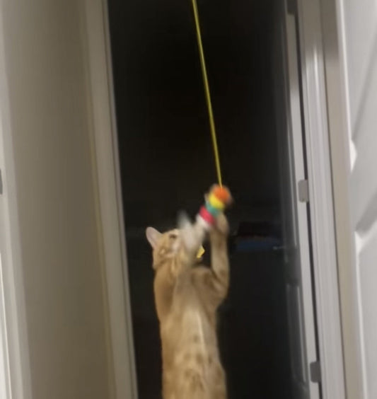 From Couch Potato to Lion Hunter: 5-in-1 Cat Toy Set